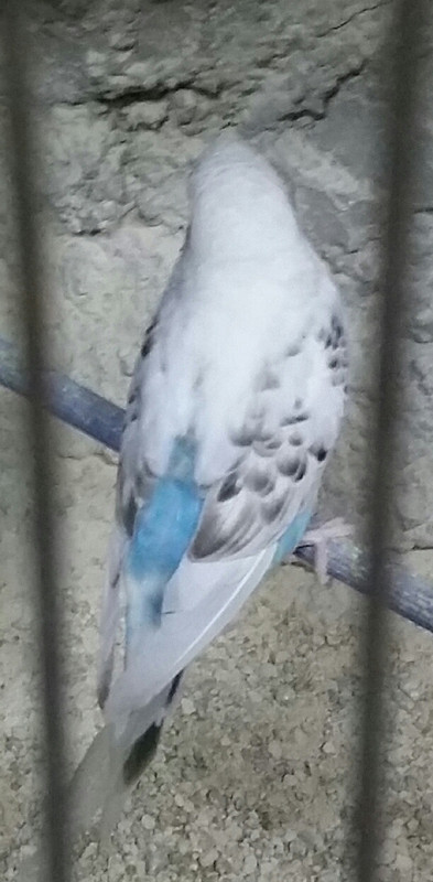 ٢?١٨-١?-١٧ ?١.٣٩.٥٥