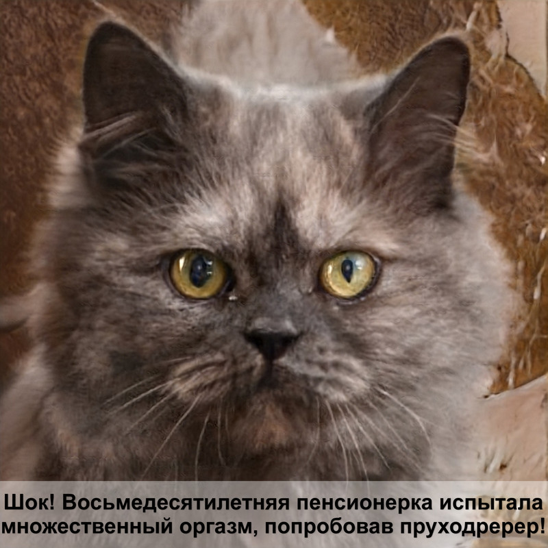 британская шиншилла котята