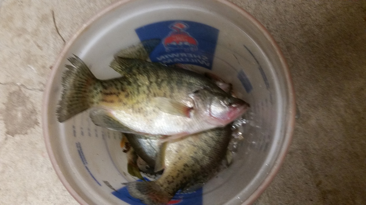 Bucket Size Slab Crappie