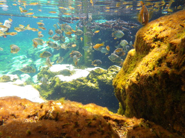 Vídeo Cenote Manatí, Riviera Maya, México ✈️ Foro Riviera Maya y Caribe Mexicano