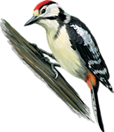 0_1c0bae_4169c2a0_orig