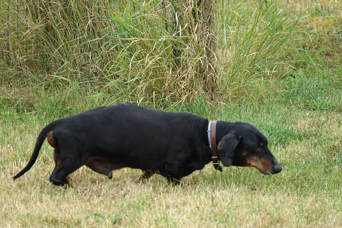 [Image: DSC00236.jpg]