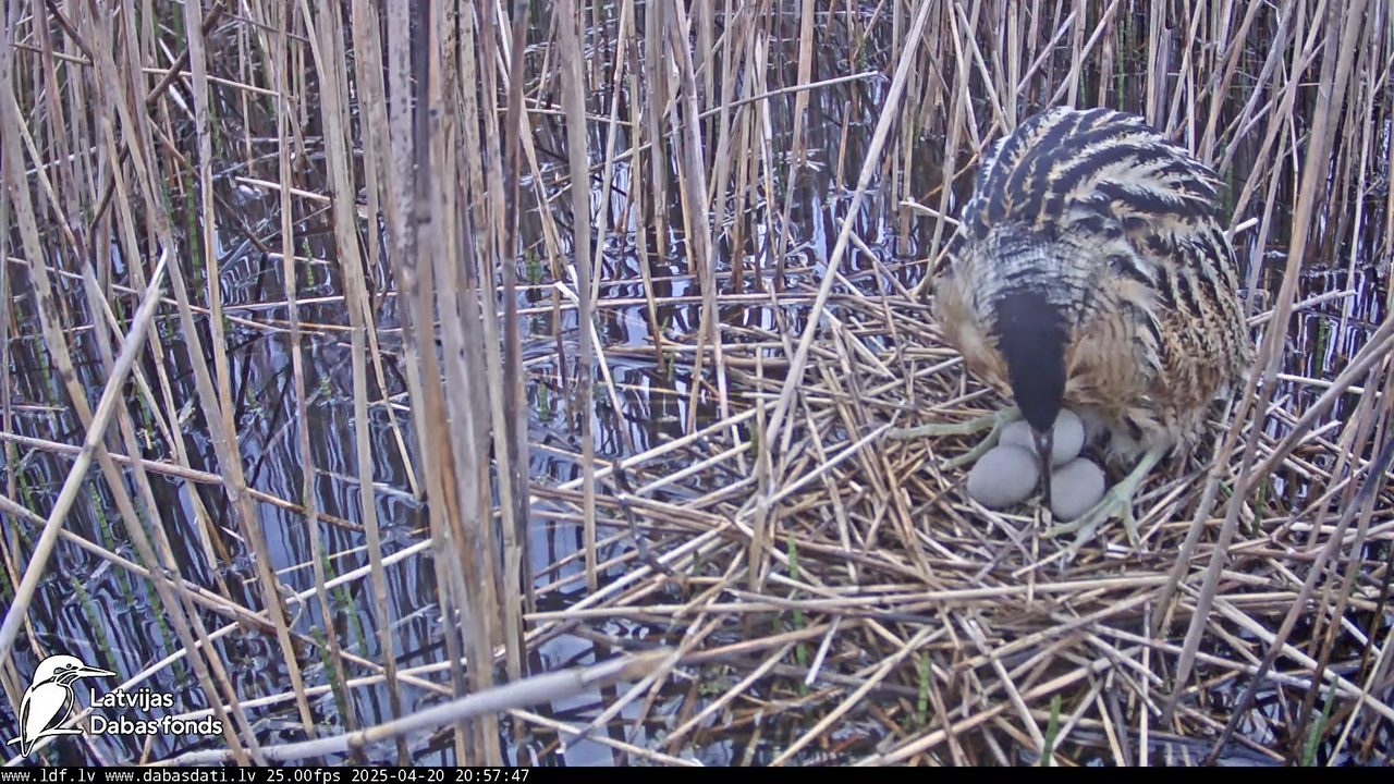 LDF Lielais dumpis (Botaurus stellaris) Zemītes pagastā 13-1-22 screenshot