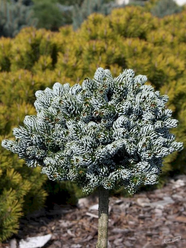 пихта айсбрекер