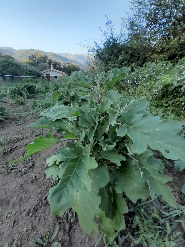 Huerto de verano de secano 20230709-203838