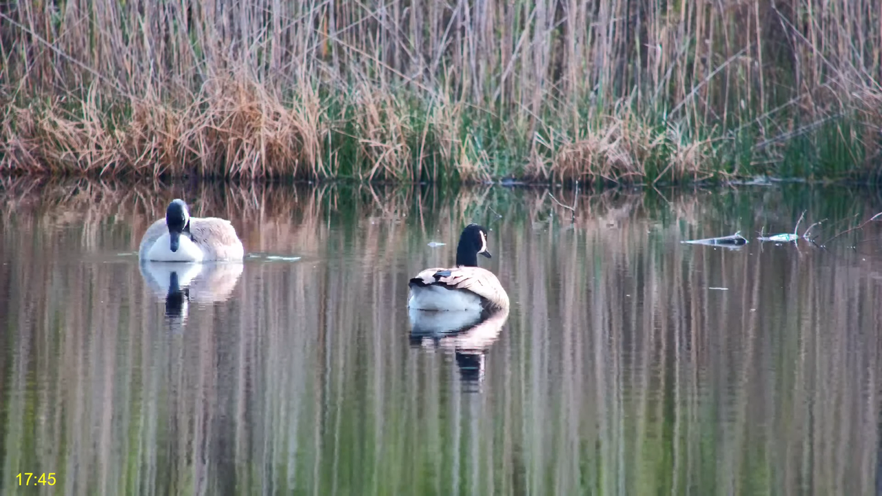🦅 Dyfi Osprey projekts (VELSA)_ 2024. GADA TIEŠRAIDE 4K kvalitātē 🦅 10-48-16 screenshot