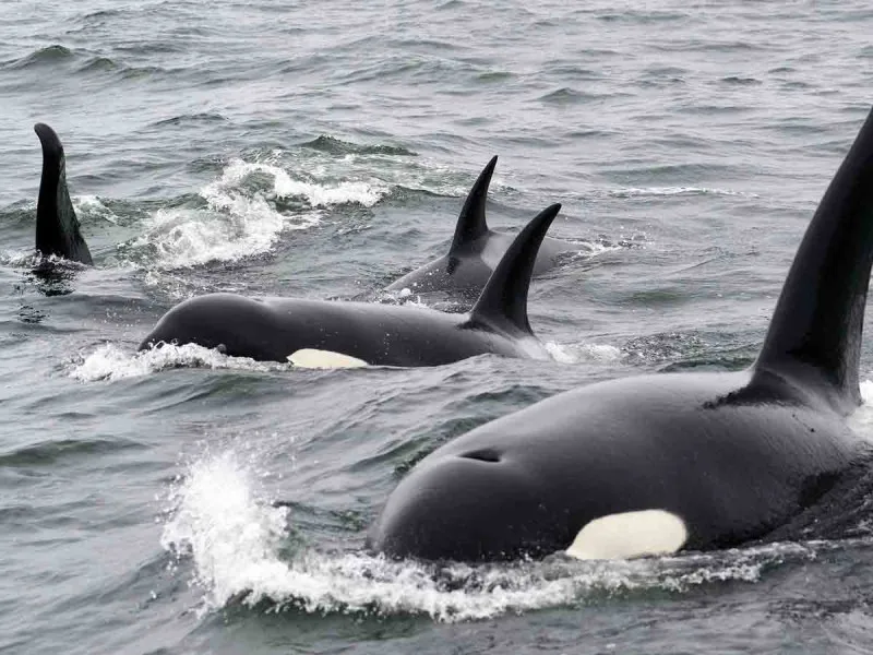 White Gladis: la historia de la orca que formó una pandilla para atacar yates