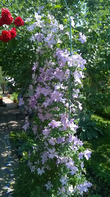 WP_20150625_12_01_13_Pro