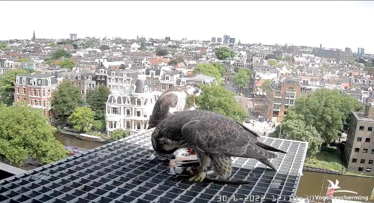 Amsterdam/Rijksmuseum screenshots © Beleef de Lente/Vogelbescherming Nederland - Pagina 35 Video-2022-06-30-123948-Moment
