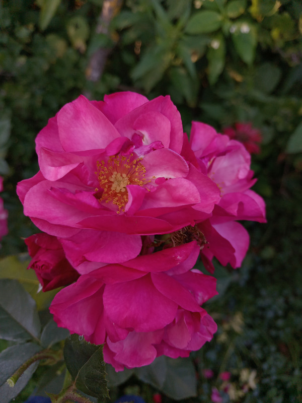 IMG_20240716_192407