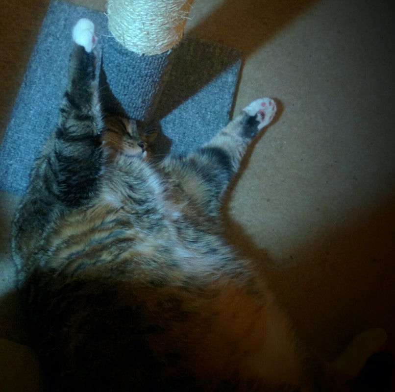 Stoner Kitty - NAPTIMEZ!!!