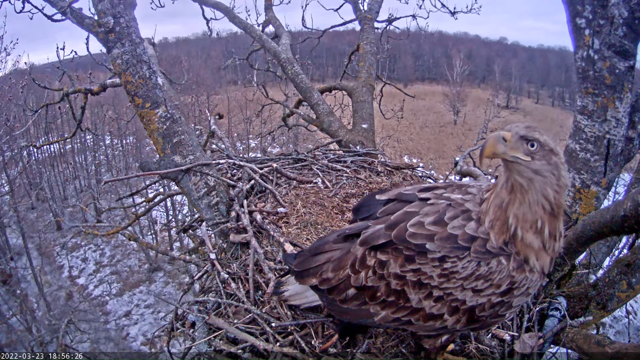 Merikotkas__Haliaeëtus albicilla 15-30-3 screenshot