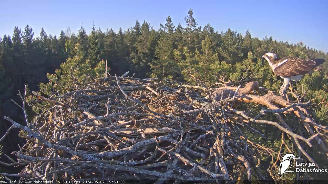 Zivju ērglis (Pandion haliaetus) Kurzemē - LDF tiešraide 10-54-0 screenshot