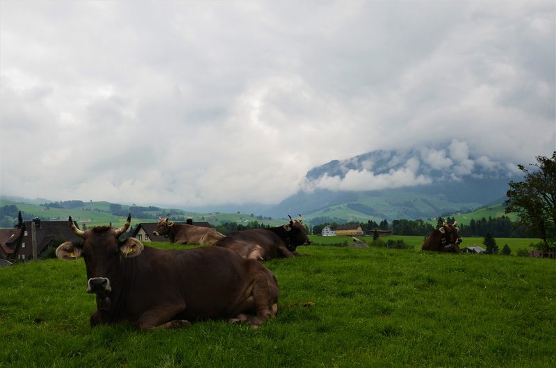 Suiza y sus pueblos-2019 - Blogs de Suiza - VILTERS-WANGS-6-9-2019 (3)