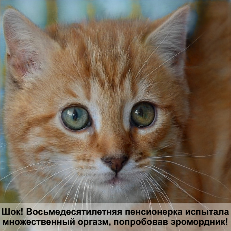 самый большой кот порода