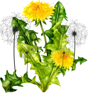 dandelion-clip-art-18