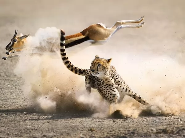 [Image: predators-facts-with-pictures-6705-1-1674759095.webp]