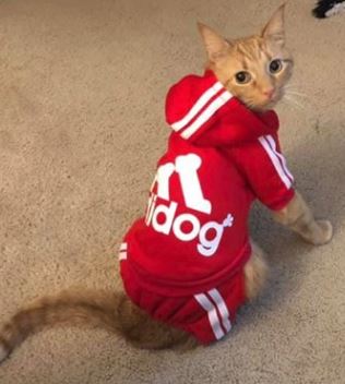 cat-adidas.jpg