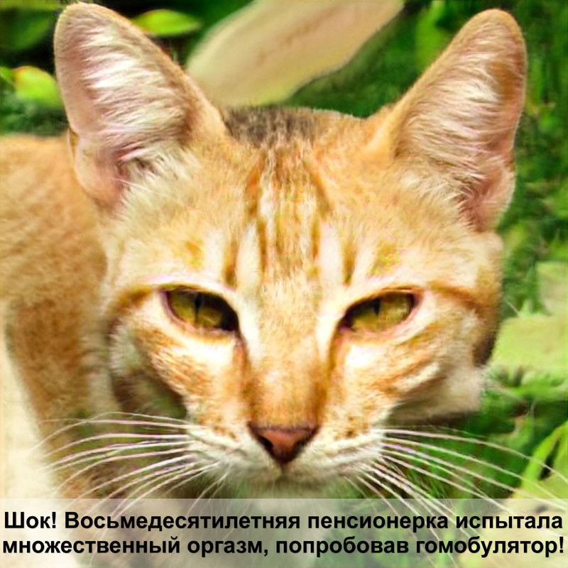 как понять кошку