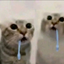 cats drooling