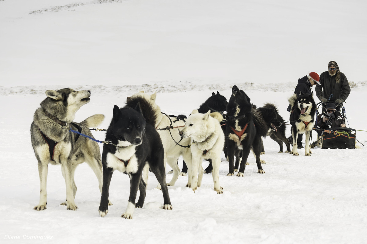 blacknwhitehuskiesandsled.jpg