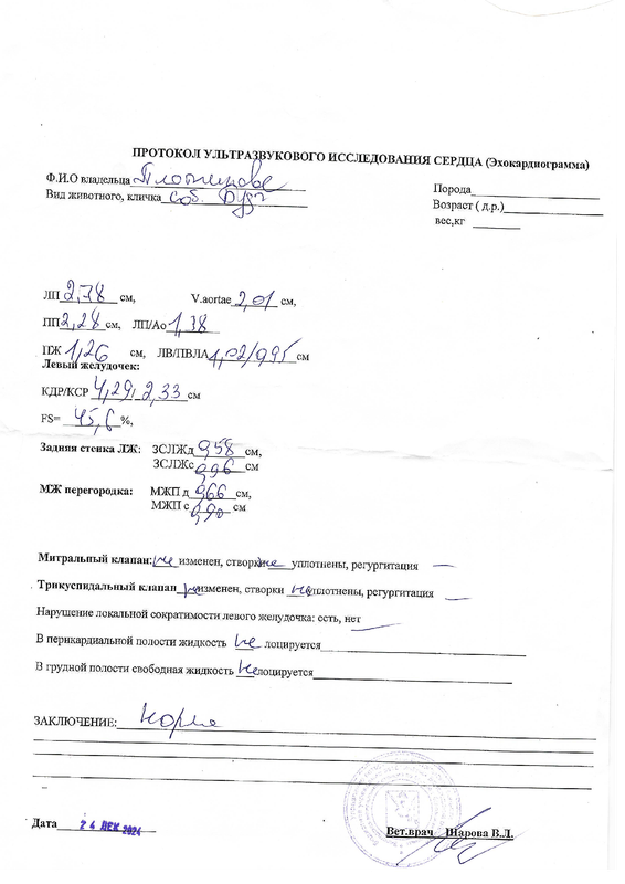 узи брюшной полости