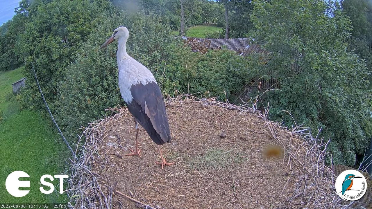 Baltie stārķi (Ciconia ciconia) Tukuma novadā - LDF tiešraide __ White storks in Tukums, Latvia 15-8