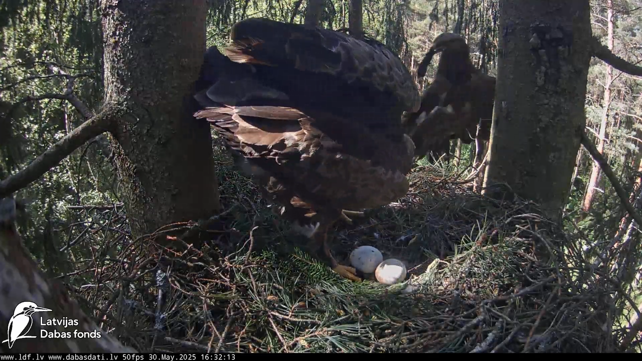 Mazais ērglis (Clanga pomarina), ligzda eglē __ Lesser spotted eagle in spruce, Zemgale, Latvia 13-2