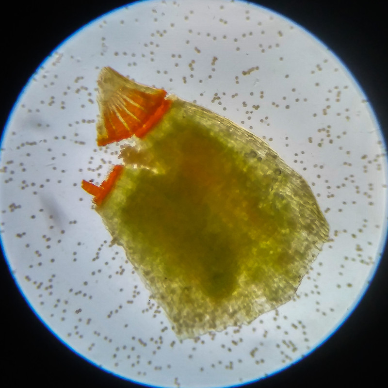 IMG 20250617 120954 HDR