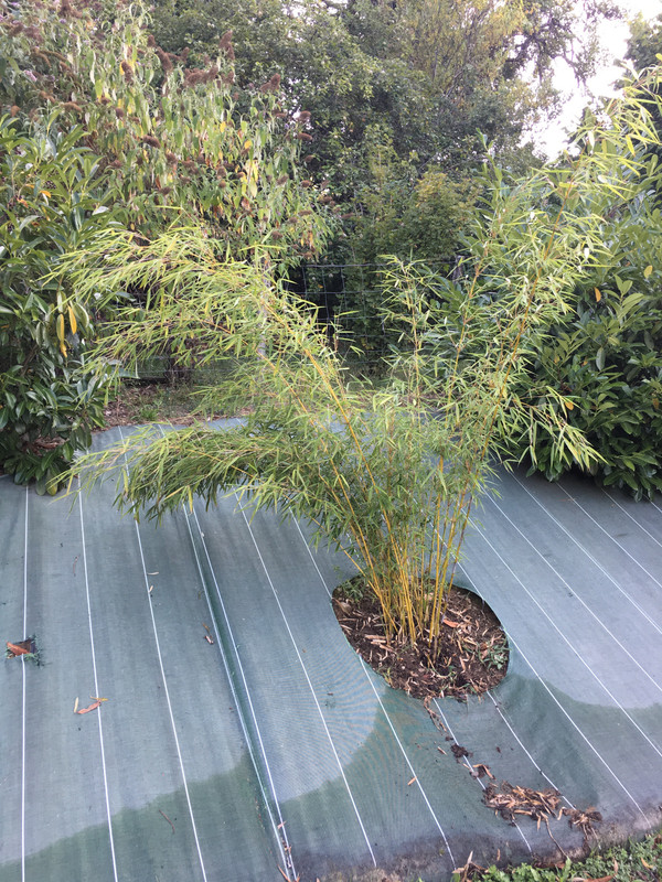 CF7B384E-C476-44DC-BB12-0E6158BFE02C