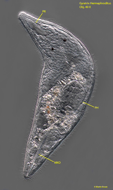 Gyratrixhermaphroditus-P6174633 Kopie