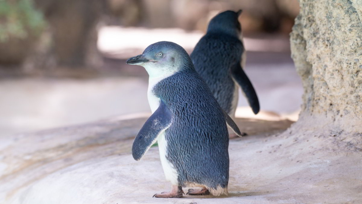 Centinaia di pinguini più piccoli del mondo trovati morti sulla costa della Nuova Zelanda