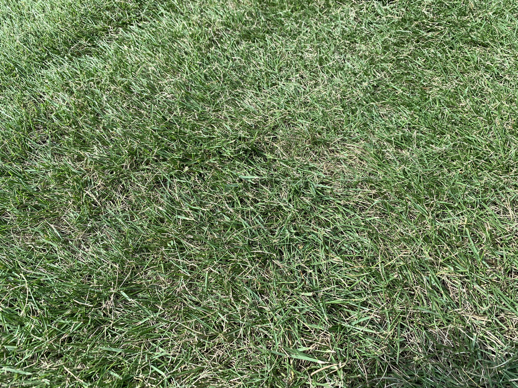 Does Zoysia Need Dethatching / How To Care For Zoysia Grass / To avoid