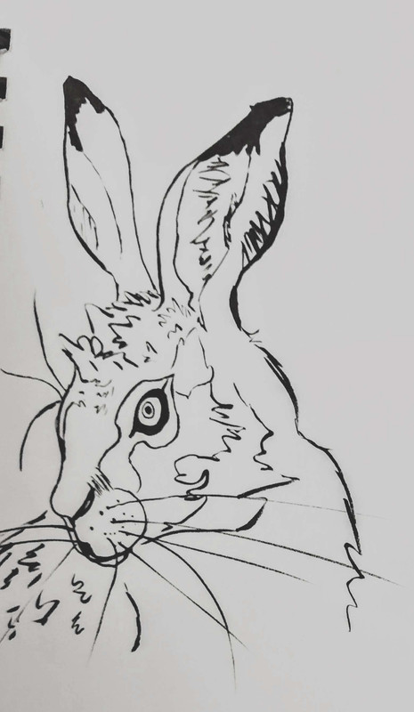 inked art of a hare, as in rabbit.