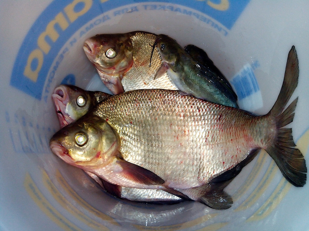 Добрянка 13.01.15-9