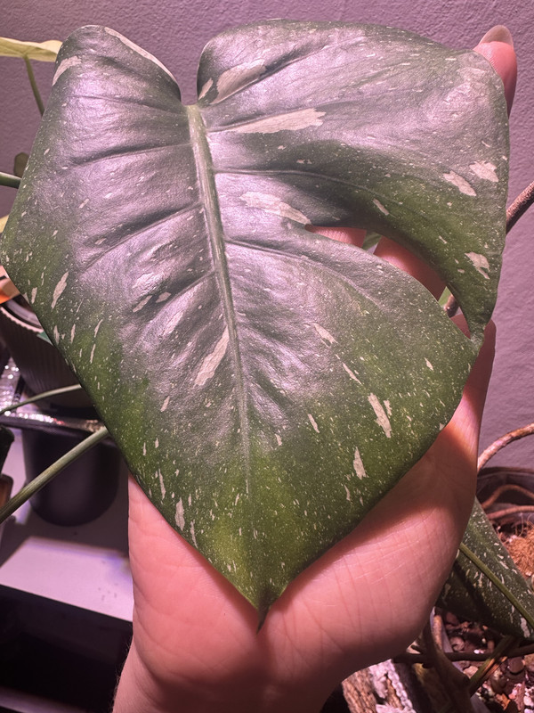 F0F8BFD0-BDD8-4C52-856C-D083B0C05553