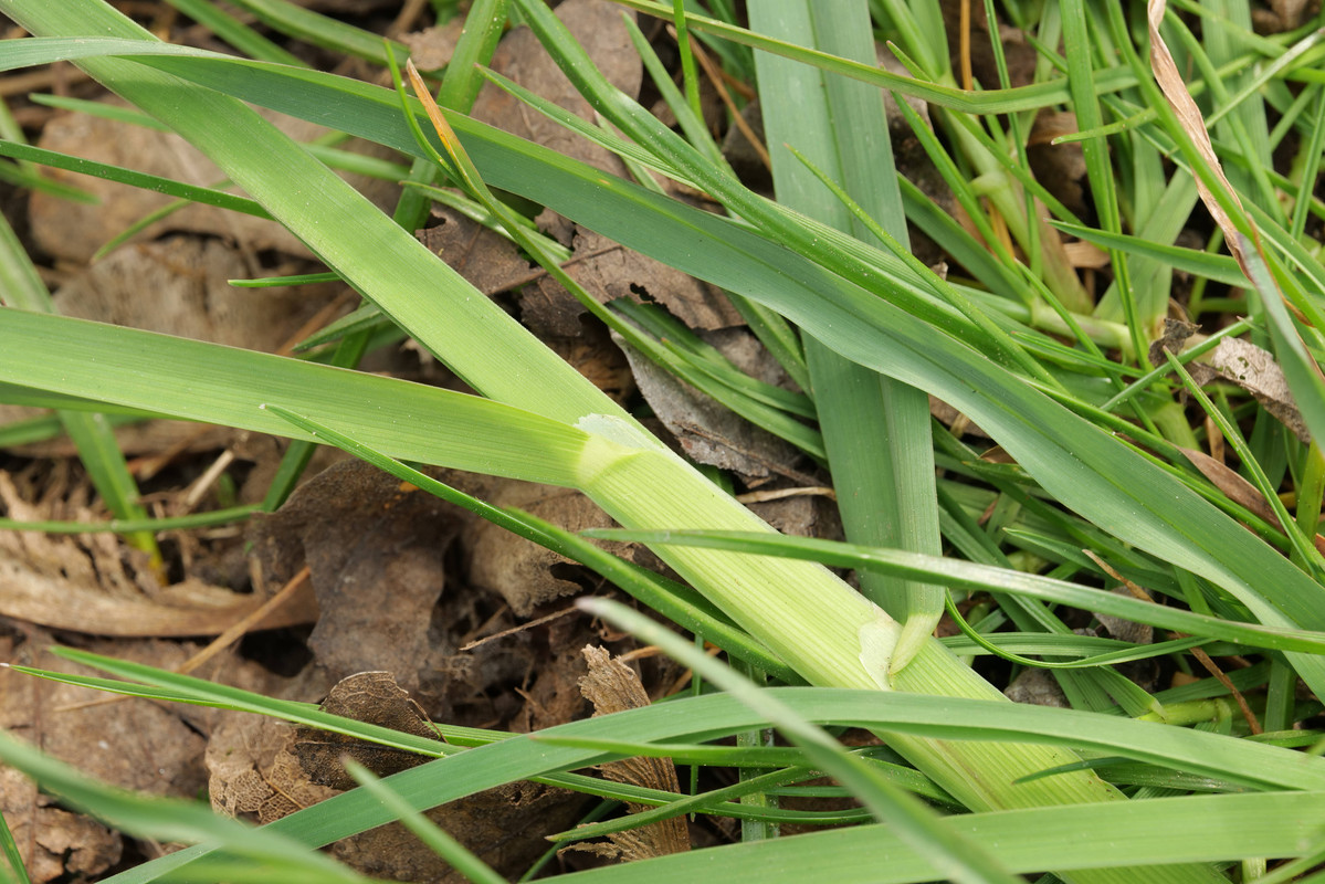 orchard grass ligule2