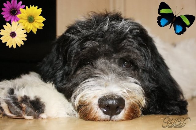 Digs-Pup-face-HD.jpg