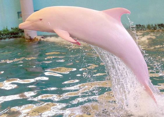 pink-dolphins.jpg