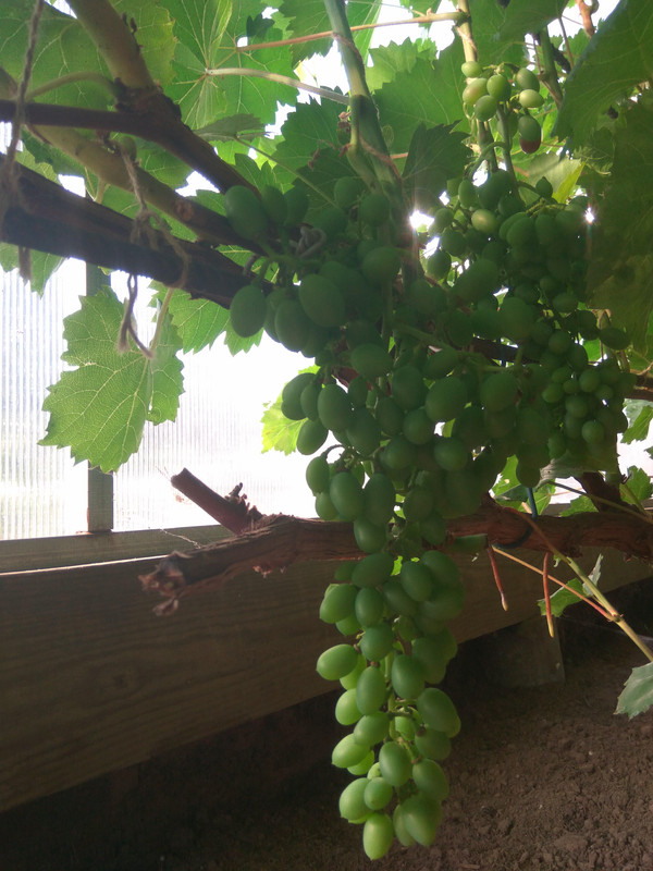 Чарли 28.07.2018чч