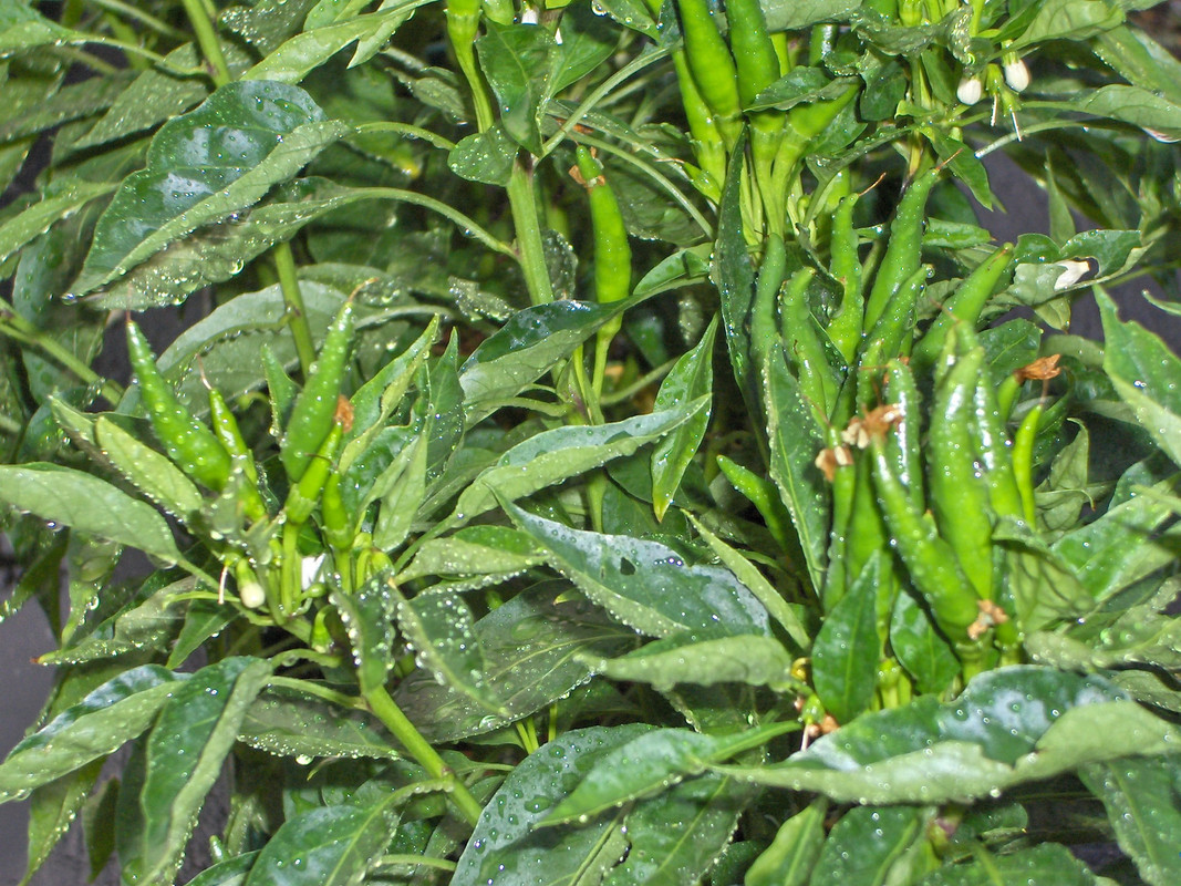Chili3