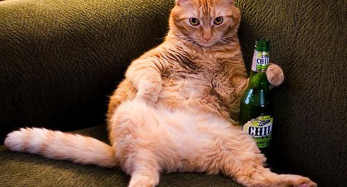 bored-cat-500×270.jpg