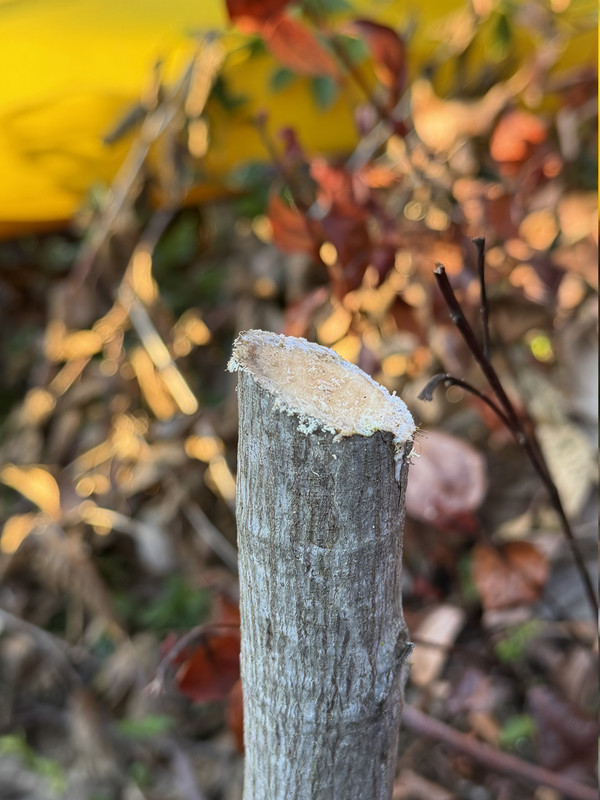 IMG 0249
