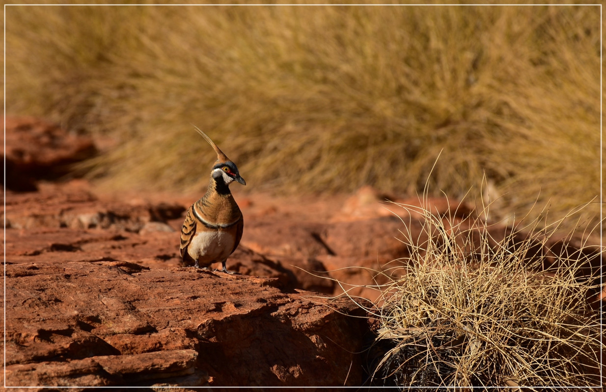 Red Center - Australia (I): toma de contacto (44)