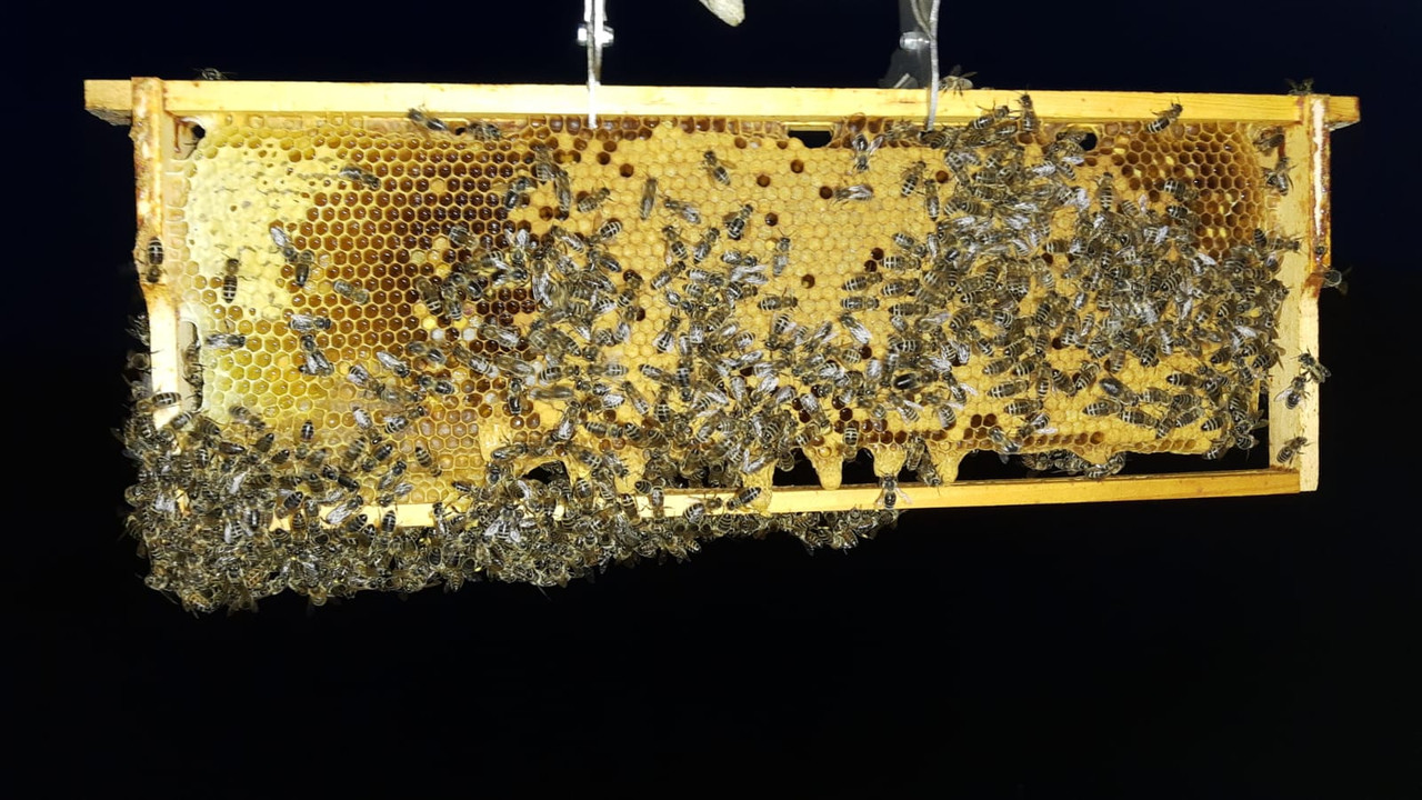 WhatsApp Image 2022-05-20 at 06.49.20(1)