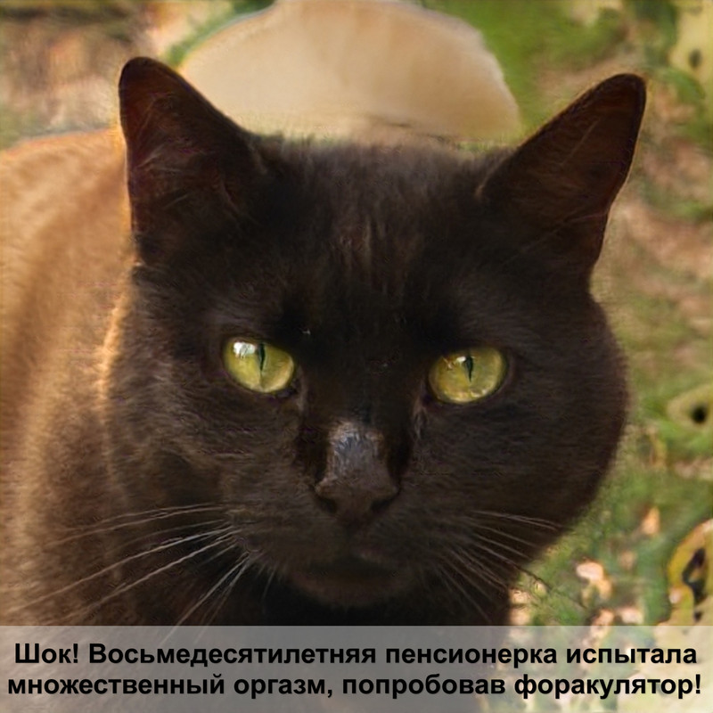 кошку тошнит шерстью часто