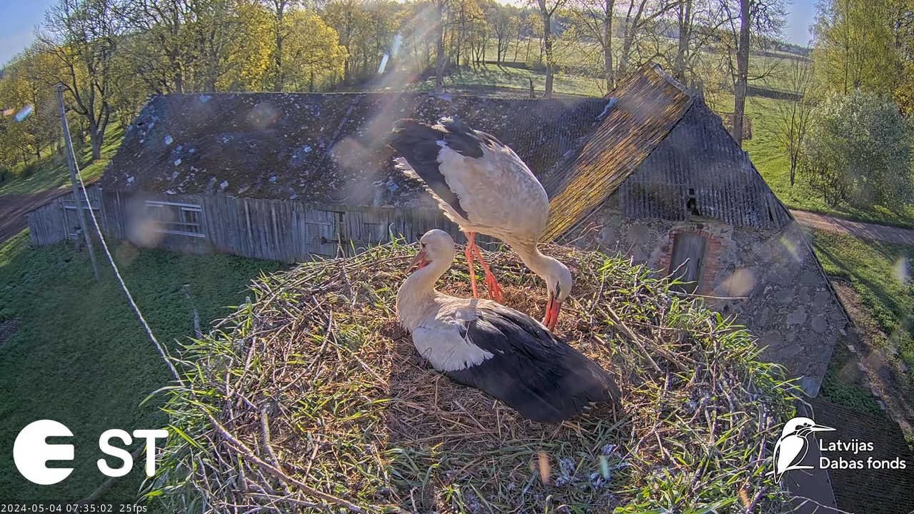 Baltie stārķi (Ciconia ciconia) Tukuma novadā - LDF tiešraide __ White storks in Tukums, Latvia 11-4