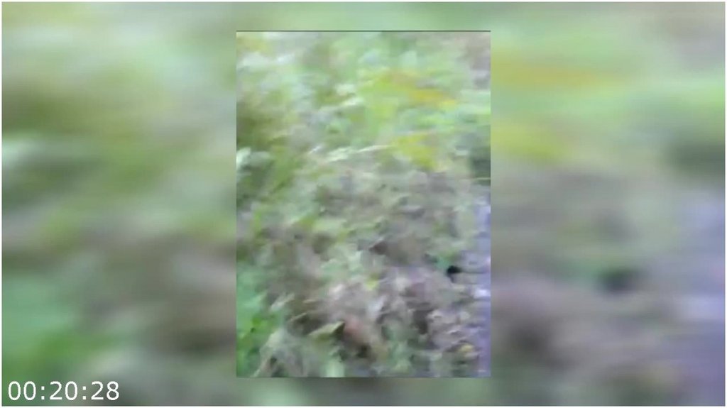 Bigfoot-Witness-The-Jason-Morse-Story-2022-720p-WEB-H264-PFa.jpg