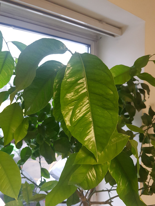 15541911439776628338637191398681