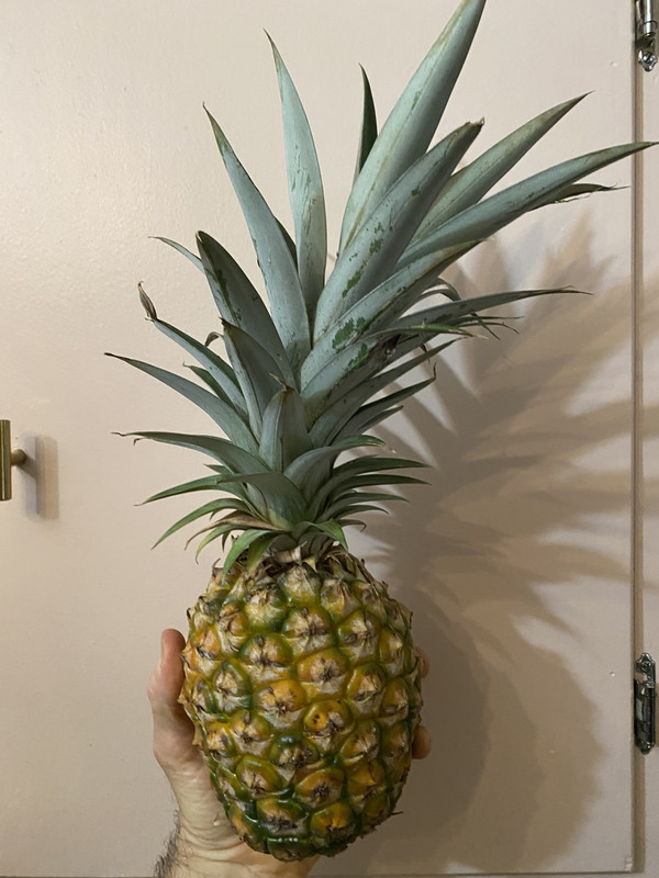 J42 Pineapple5